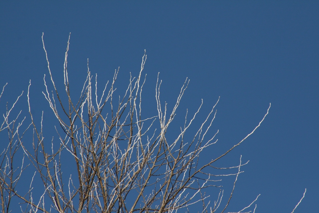 Tree with white twig tips