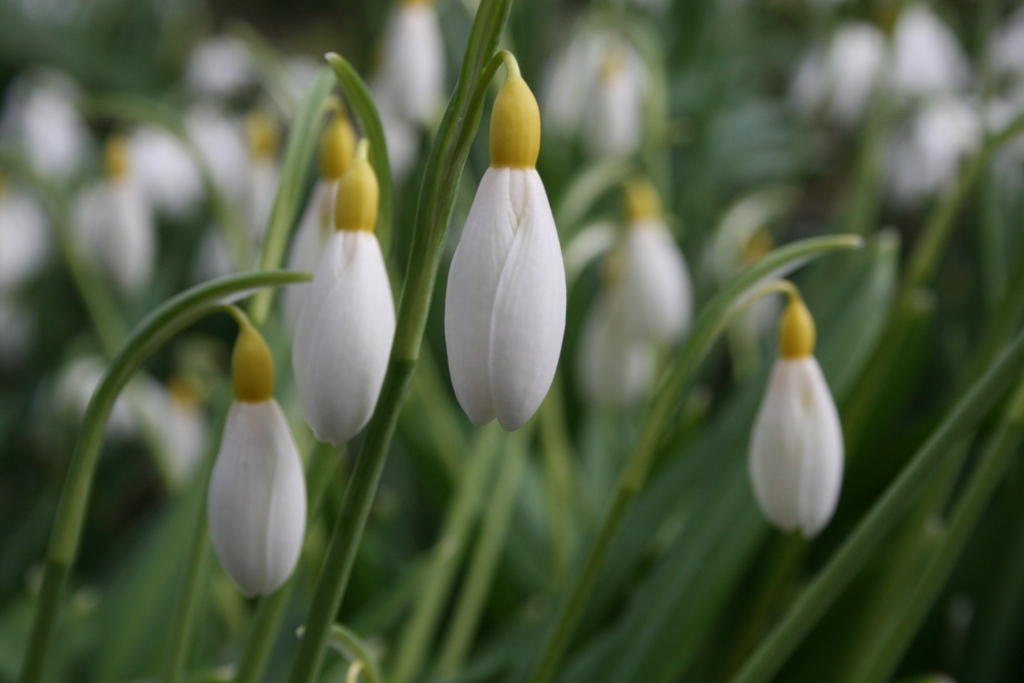 Snowdrop with yellow ovary.